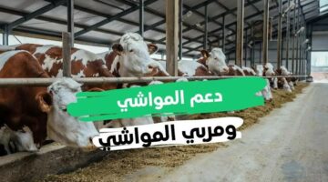 “سجل واحصل عليه الآن” شروط وخطوات التسجيل في دعم المواشي بالسعودية 1446